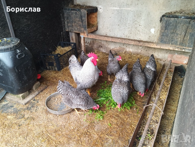 Яйца за люпене