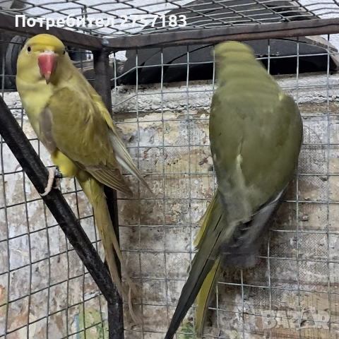 продавам малки александри, снимка 3 - Папагали - 53859772
