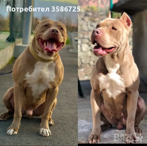 Питбул blue fawn, снимка 8 - Питбул - 53942747