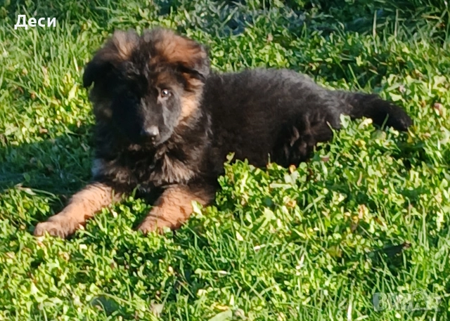 немско овчарско куче