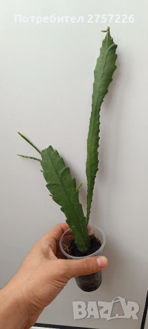 Epiphillym phyllanthoides, снимка 3 - Стайни растения - 54187720