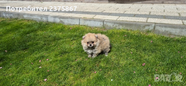 1 мъжко и 2 женски померанчета,померан, снимка 6 - Померан - 54157495
