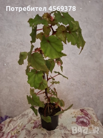 Цвете Бегония , снимка 3 - Стайни растения - 52124484