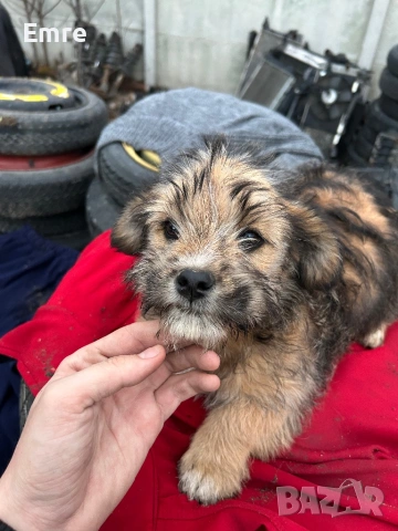 Обикновени Болонки, снимка 2 - Болонка - 52849550