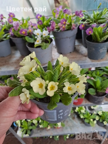 Домашна иглика в саксия , снимка 4 - Градински цветя и растения - 54010243