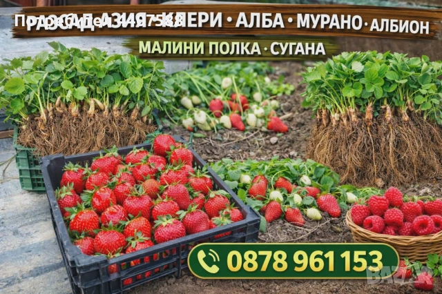 Целогодишен разсад ягоди и малини , снимка 4 - Разсади - 53653670