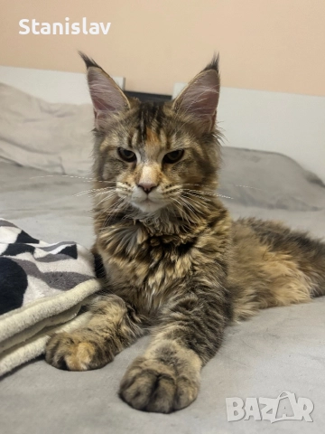 Котенца Мейн Куун, снимка 4 - Мейн кун - 50967412