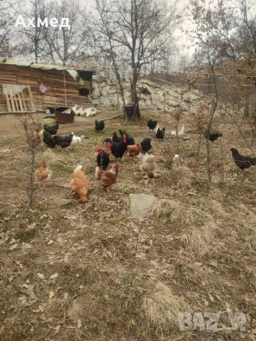 Буркан пилешко месо , снимка 3 - Домашни продукти - 49041608