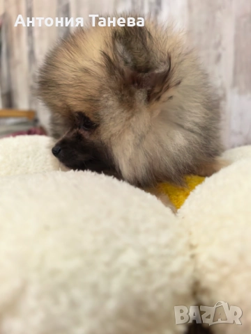 Померан, снимка 3 - Померан - 51993239