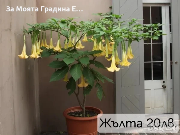 Бругманзия датура - Ангелски тромпет , снимка 3 - Градински цветя и растения - 50632610