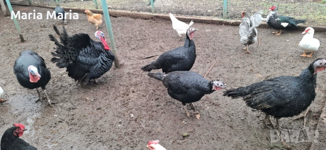 неми патици /юрдечки/, пуйки, снимка 4 - Патици и гъски - 53225761