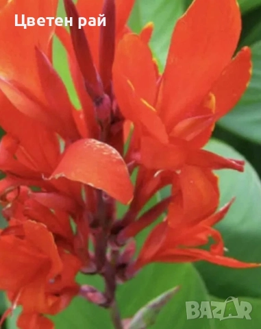 Грудки на няколко цвята канни , снимка 3 - Градински цветя и растения - 52854143