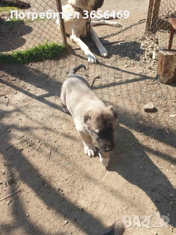 Породисти КАНГАЛИ., снимка 4 - Кангал - 53622874