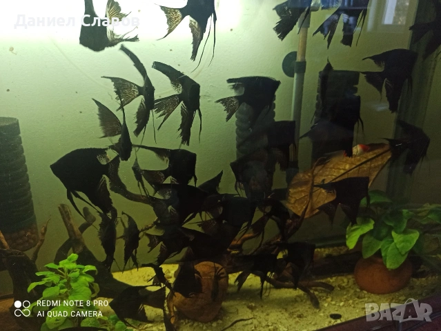 ЧЕРНИ ШЛАЕРНИ СКАЛАРИИ 