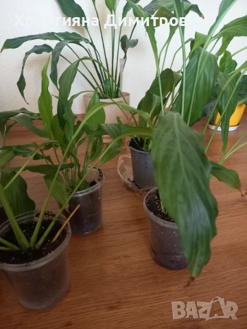 Спатисфилум