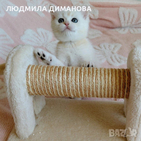 Шотландско мъжко Скоттиш Страйт. , снимка 7 - Британска късокосместа - 53782160