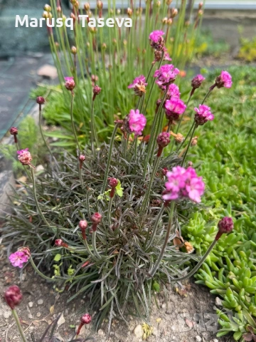 Армерия два вида , снимка 4 - Градински цветя и растения - 53818137