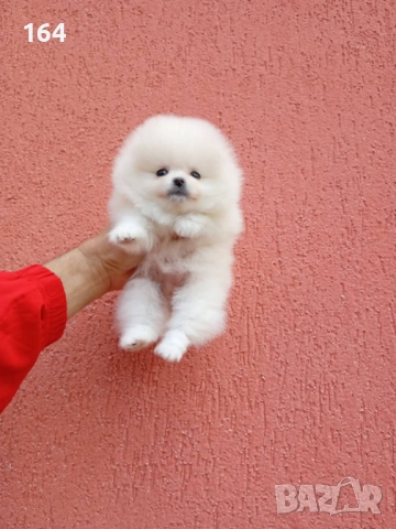 Женски бял мини Померан. Реални снимки от 09.04.26 г., снимка 2 - Померан - 54149048