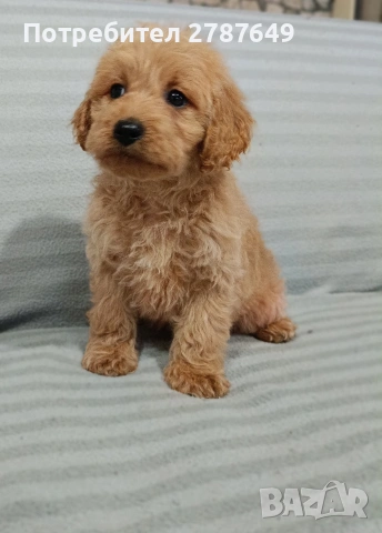 Кавапу, снимка 3 - Пудели - 53747805