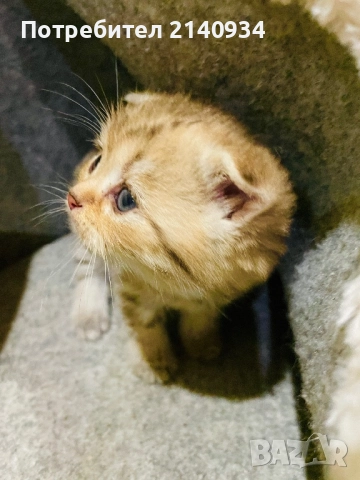 Шотландски клепоухи котенца. Златна чинчила, снимка 6 - Британска късокосместа - 52872201