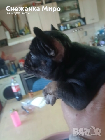 френски булдог. , снимка 3 - Френски булдог - 53830931