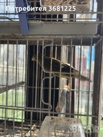 Испански Тимбрадо канарчета 2025, снимка 5 - Канари - 53594372