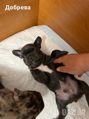 Френски булдог, снимка 3 - Френски булдог - 53942561