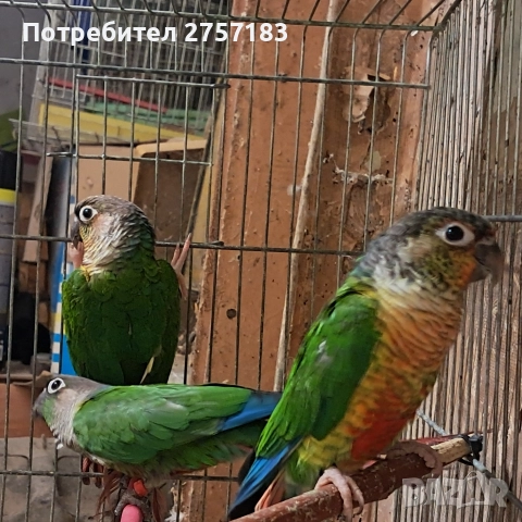 продавам пирура мулино, снимка 3 - Папагали - 52907383