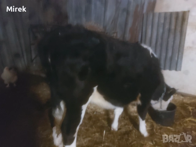 Симентал за продажба, снимка 3 - Крави - 53240954