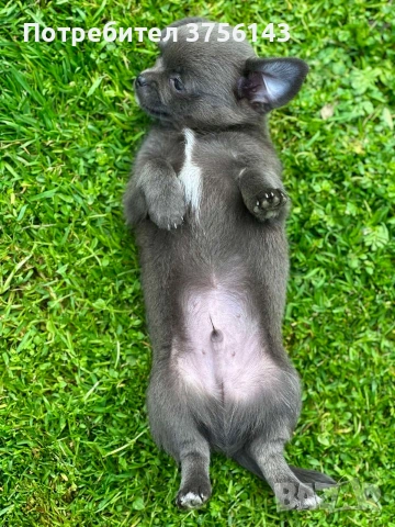 Уникално Мъжко Мини Чихуахуа Синьо , снимка 3 - Чихуахуа - 54014466