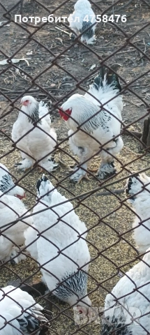 яица за люпене от Колумбийска брама , снимка 2 - Кокошки и пуйки - 53752260