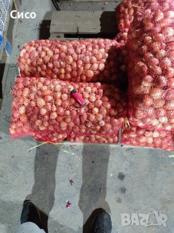 БАЛУЧКА за зелен лук 