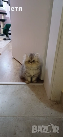 Персийско котенце, снимка 3 - Персийска - 46129032
