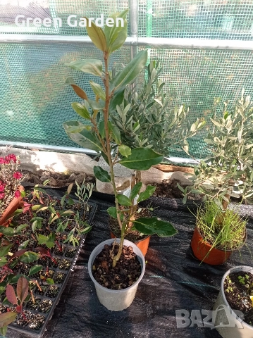 Магнолия Градифлора