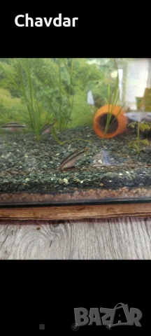 Крибензиси , снимка 3 - Рибки - 53305613