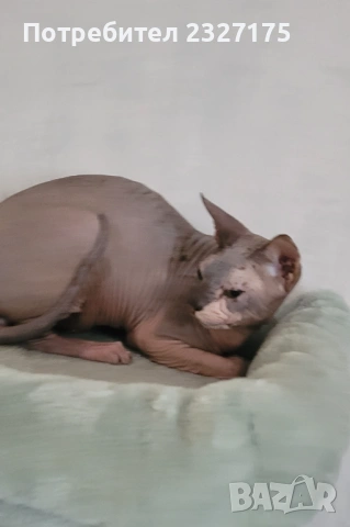 Донски сфинкс , снимка 3 - Сфинксове - 54232769