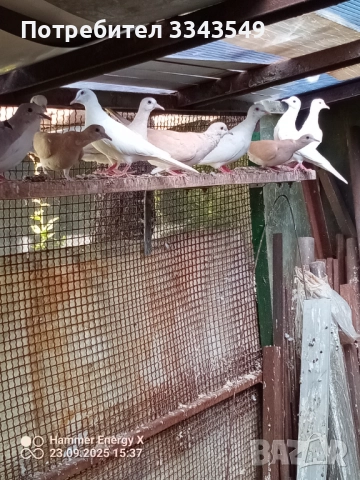 Продавам смеещи гугутки , снимка 4 - Гълъби - 51824886