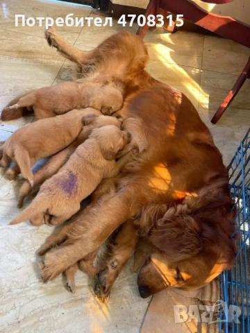Голдън ретривър момче  родословен баща, снимка 5 - Голдън ретривър - 53300412