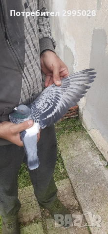 спортни пощенски гълъби( маратон), снимка 4 - Гълъби - 54181773