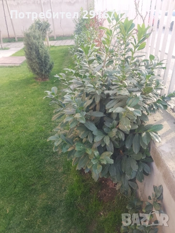 Лавровишна Новита , снимка 9 - Градински цветя и растения - 53881772