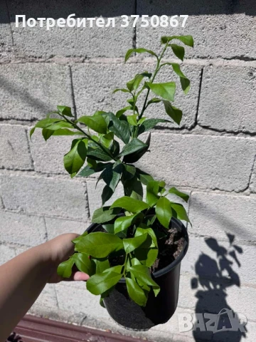 🌿🍋 Лимон – сорт с история над 100 
години, снимка 3 - Градински цветя и растения - 51028053