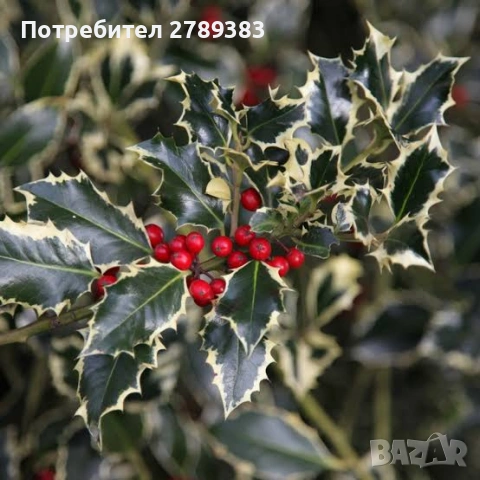 Пъстролистен илекс, снимка 2 - Градински цветя и растения - 53444026