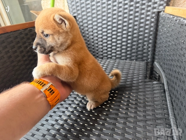 Шиба Ину Актуално от 5.12.2025, снимка 2 - Шиба ину - 52501875