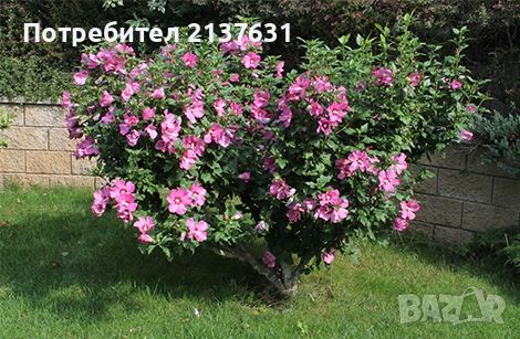 ГРАДИНСКИ ХИБИСКУС  - розов и бял,  в контейнер , снимка 2 - Градински цветя и растения - 45742818