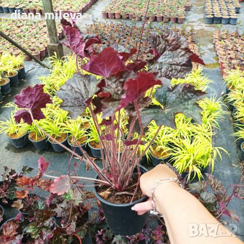  Хойхера Дворцово лилаво, Heuchera "Palace Purple"!!, снимка 4 - Градински цветя и растения - 46175493