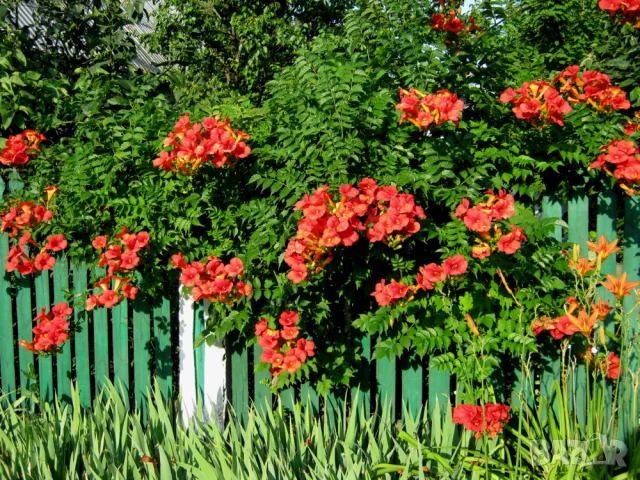 Кампсис, тромпетна лоза (Trumpet vine, Campsis radicans), снимка 11 - Разсади - 47008267