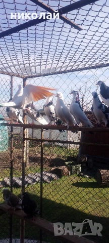 пазарджишки гълъби , снимка 2 - Гълъби - 54279219