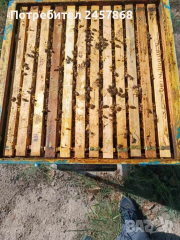 Домашен натурален пчелен мед букет от собствен пчелин, снимка 2 - Пчелни продукти - 29928436