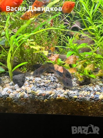 Анцуструс L144 , 183 , коридораа Венецуела , снимка 5 - Рибки - 53884676