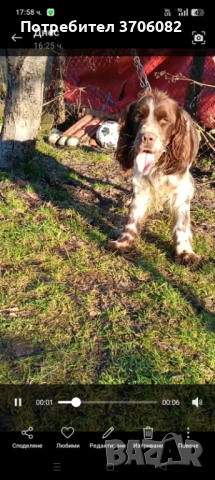 Шпрингера се продава на 1 година мъжко има интерес към гъбата , снимка 4 - Кокер шпаньол - 53636503